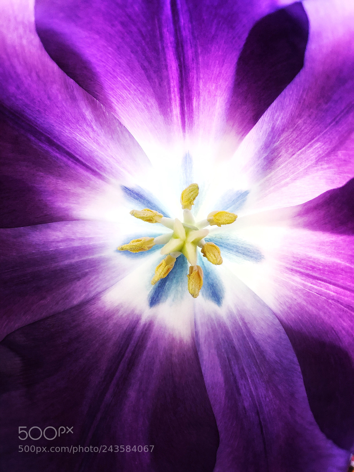 Apple iPhone X sample photo. Purple tulip photography