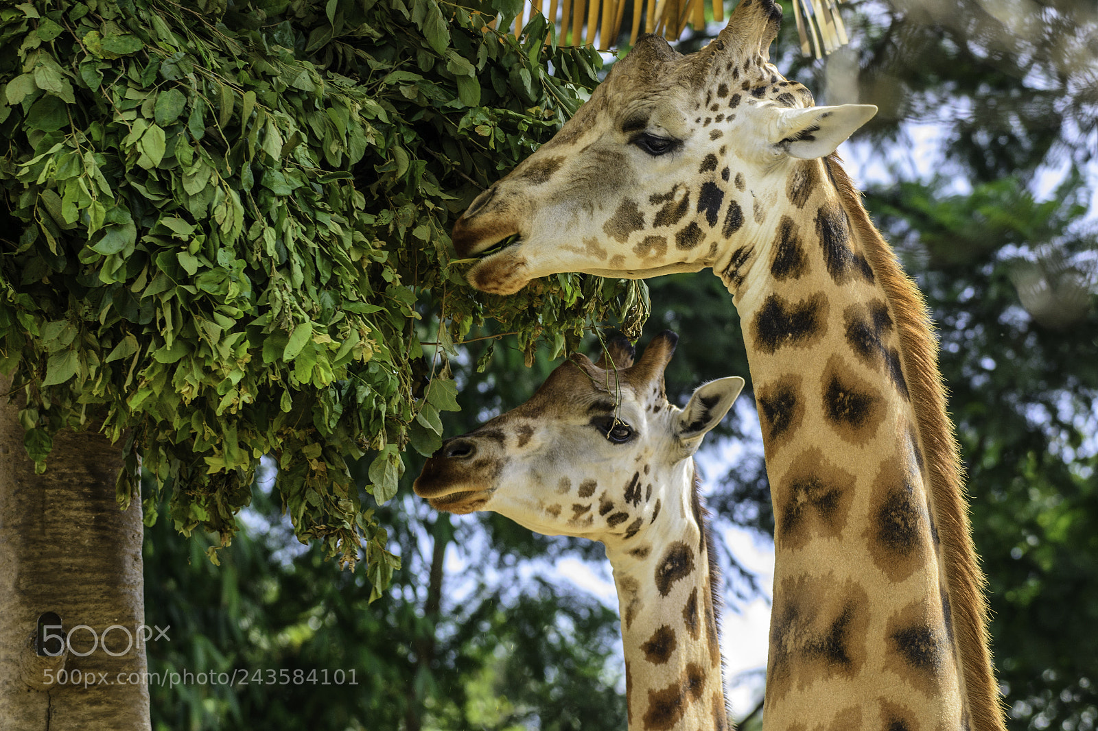 Nikon D3100 sample photo. Zoo photography