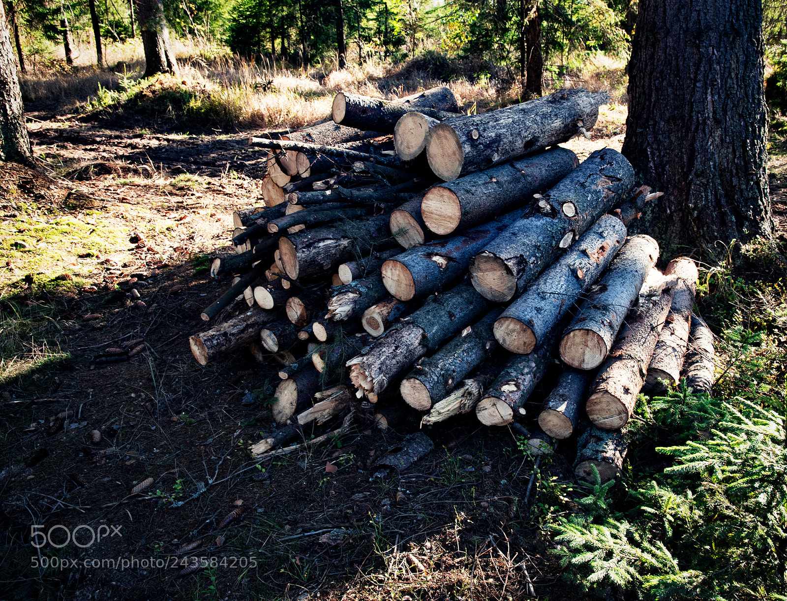 Nikon D5500 sample photo. Pile of spruce sawing photography