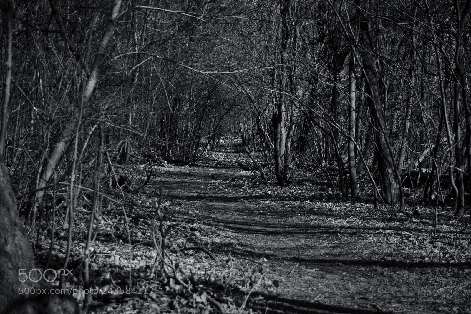 Pentax K100D sample photo. Path through the thicket photography