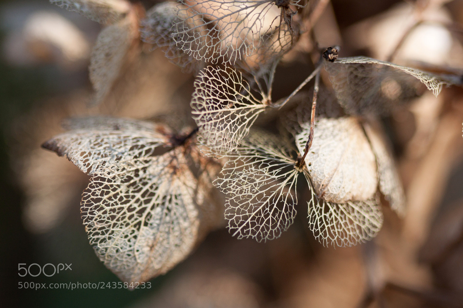Canon EOS 50D sample photo. Fleurs d'hiver (winter flowers) photography
