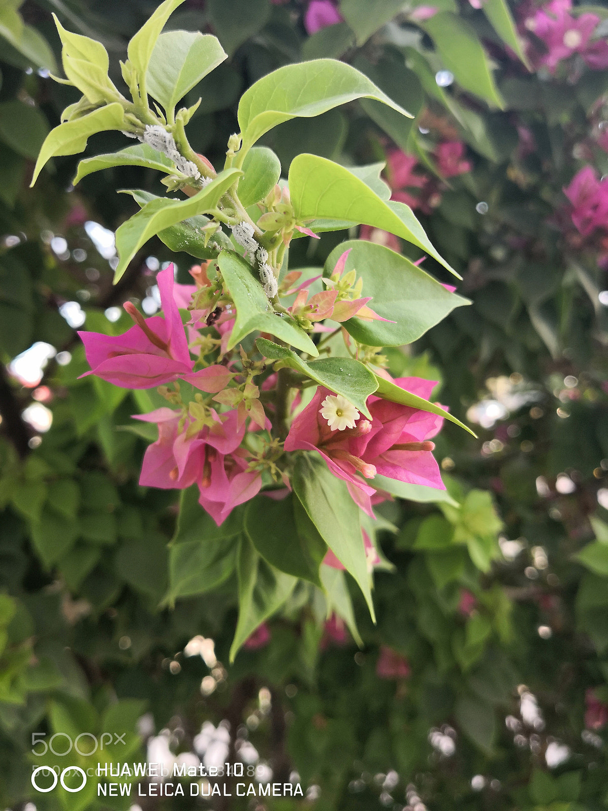 HUAWEI Mate 10 sample photo. Life.. photography