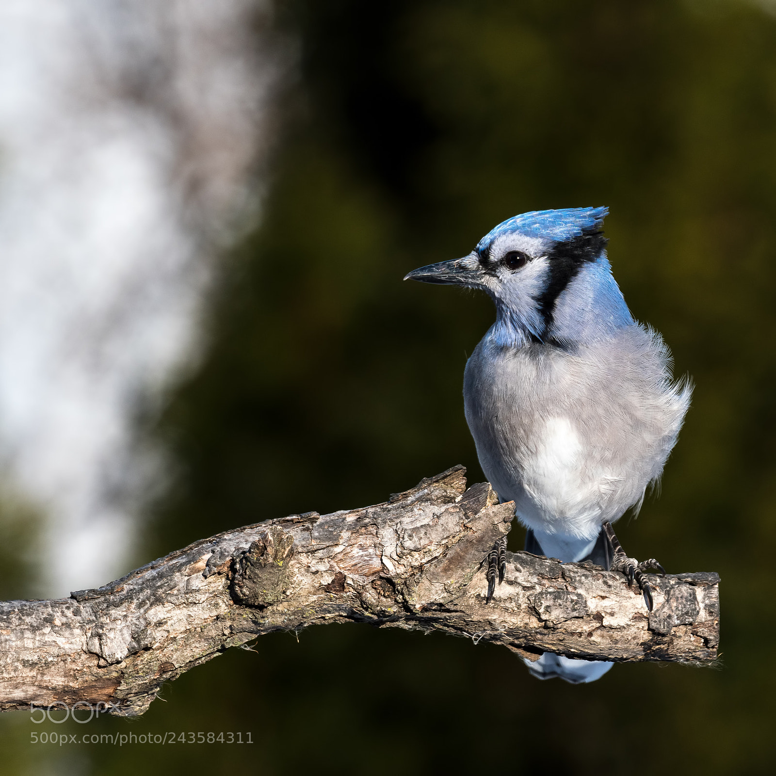 Nikon D500 sample photo. Blue jay photography