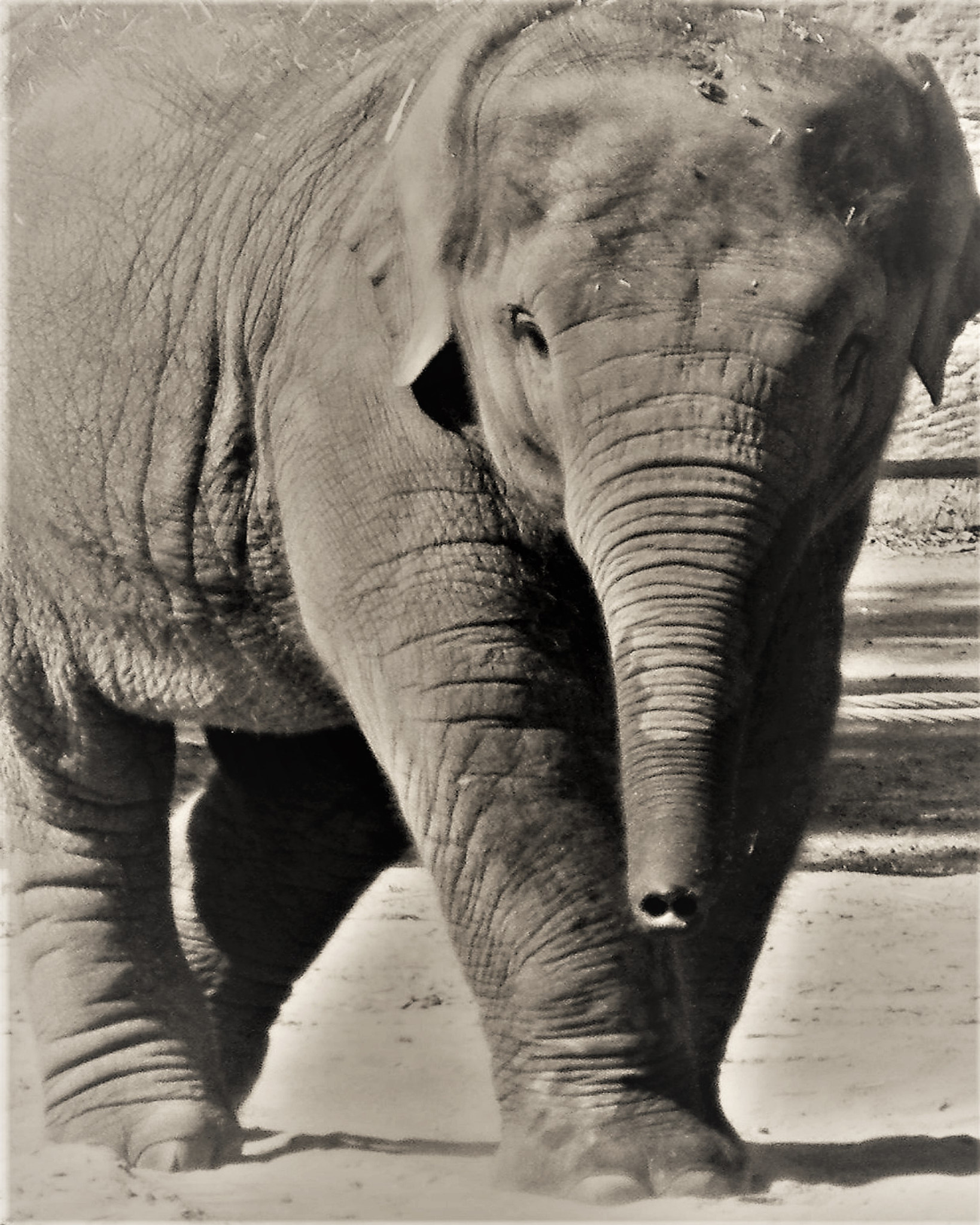 Fujifilm FinePix S8100fd sample photo. Baby elephant photography