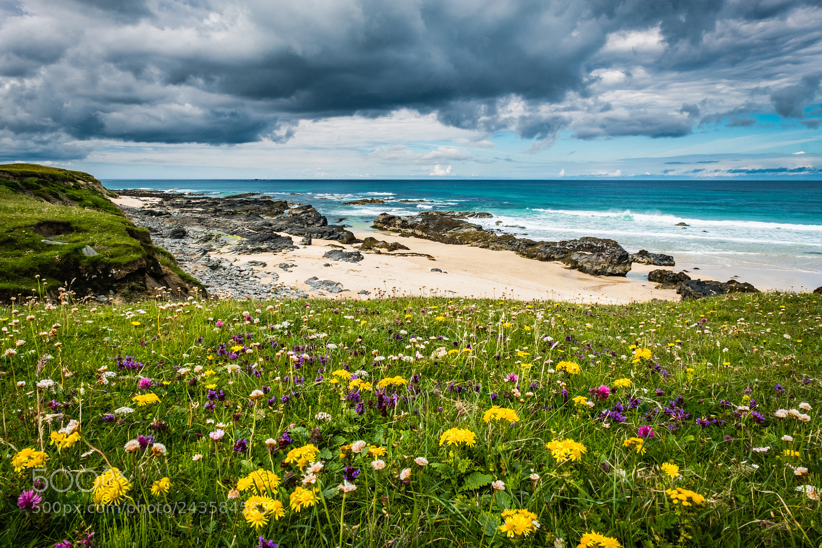 Fujifilm X-T2 sample photo. Machair flowers under a photography