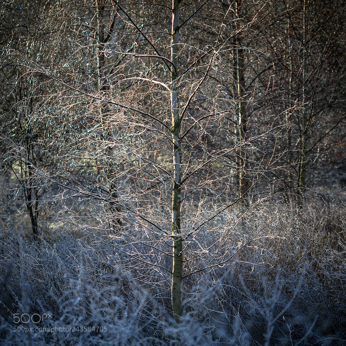 Canon EOS 5DS sample photo. What it is photography