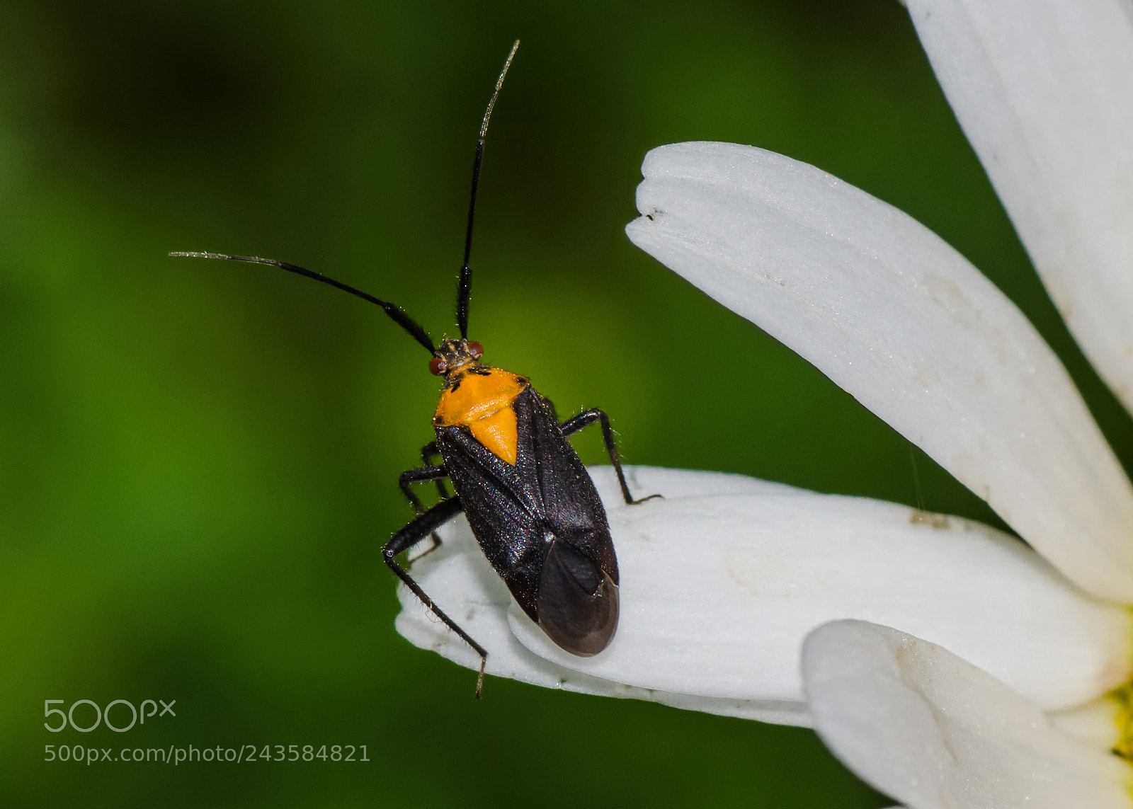 Nikon D5100 sample photo. Yellow-collared plant bug on photography