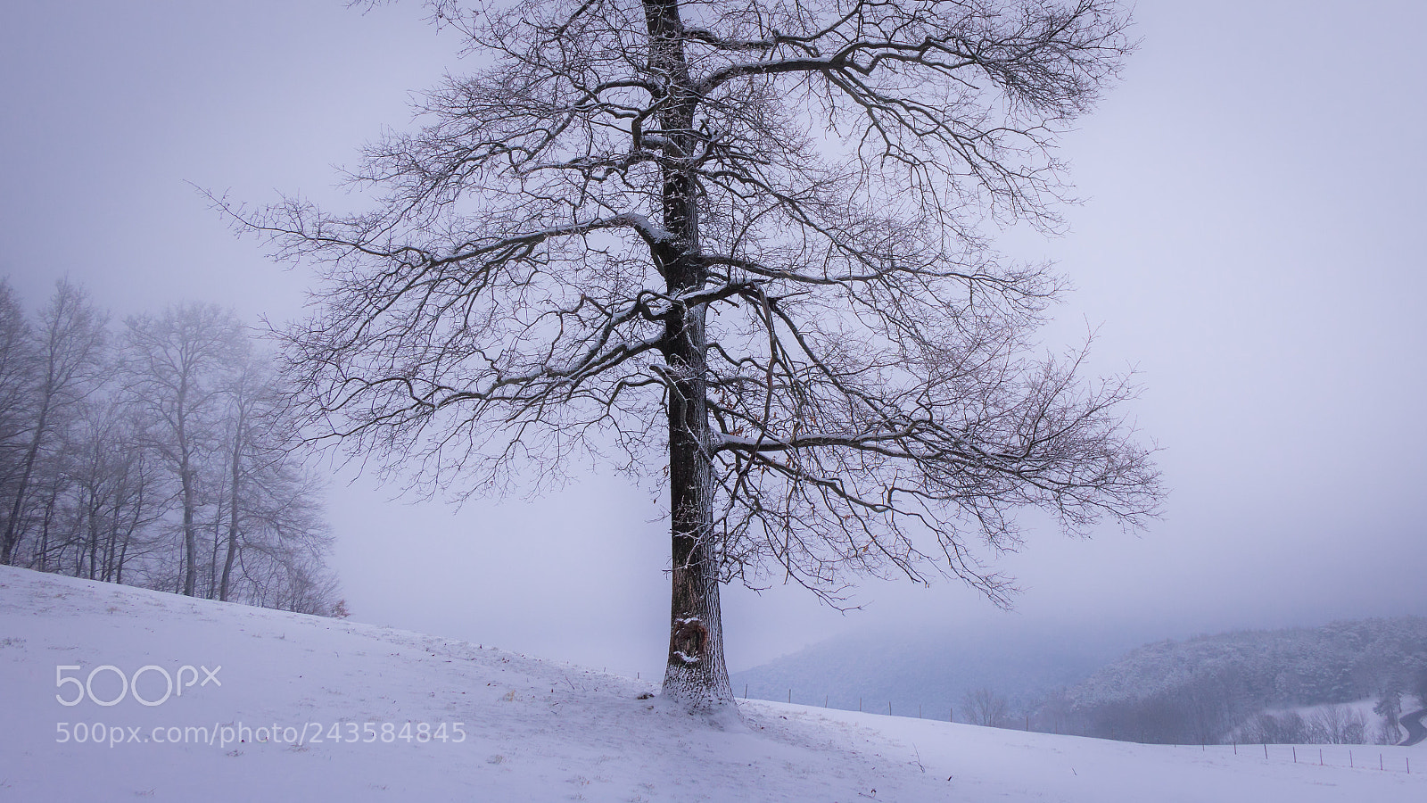 Canon EOS 760D (EOS Rebel T6s / EOS 8000D) sample photo. The tree of hope photography