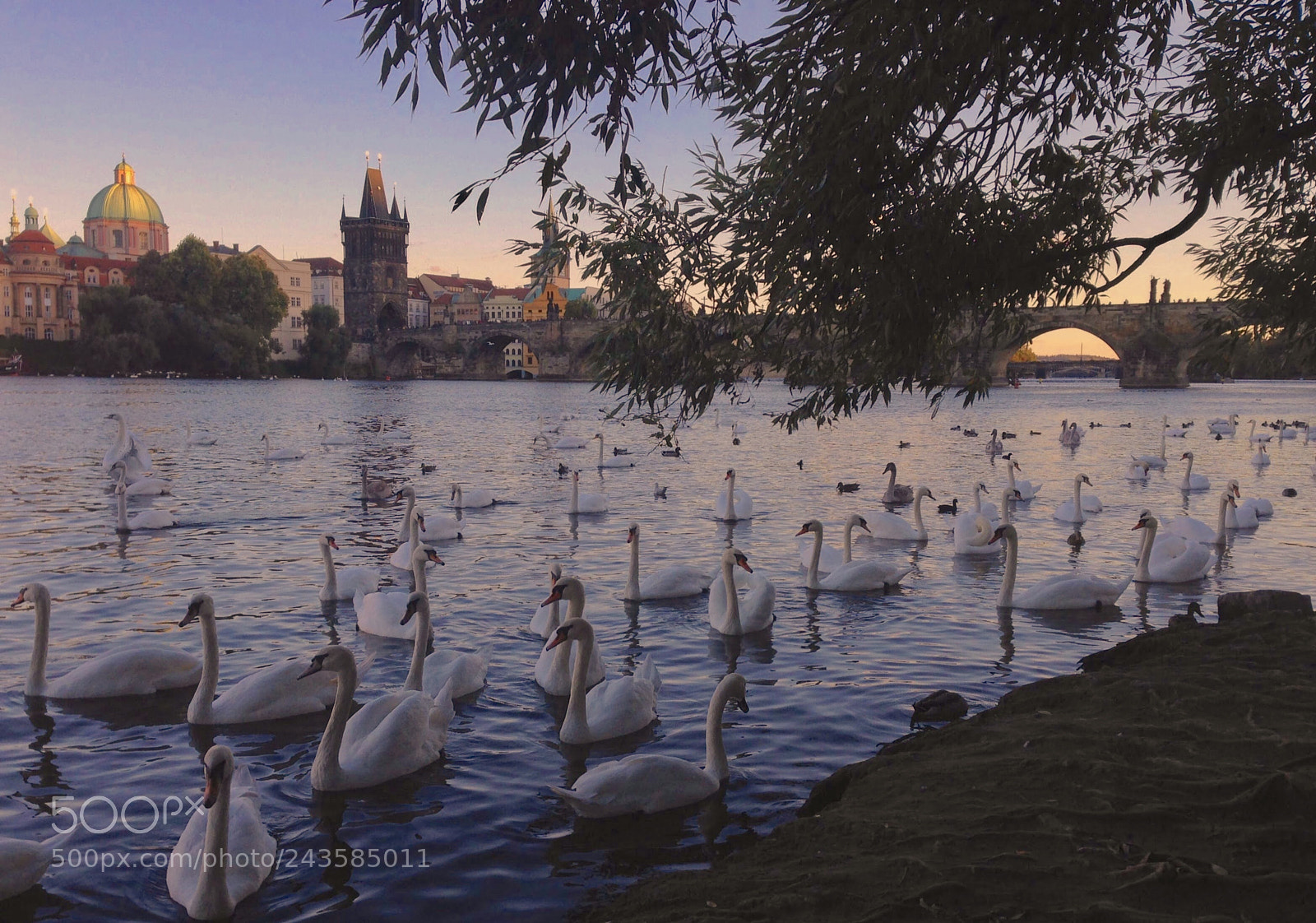 Apple iPhone 5 sample photo. Swan river photography