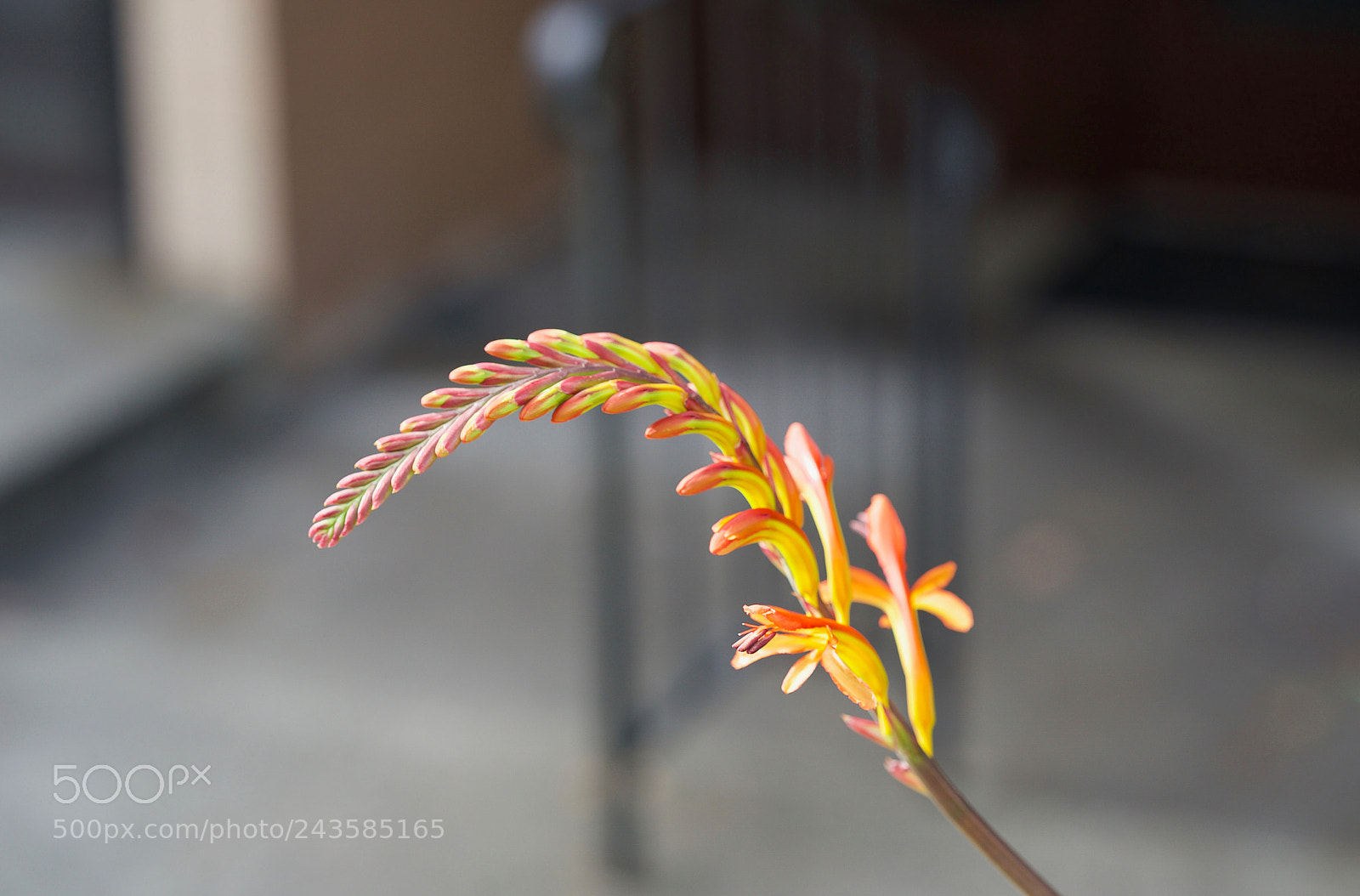 Sony a9 sample photo. Decision to decisions are photography