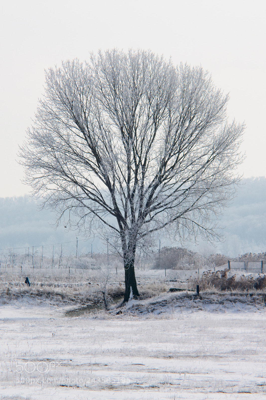 Canon EOS 1100D (EOS Rebel T3 / EOS Kiss X50) sample photo. Lonely timber photography