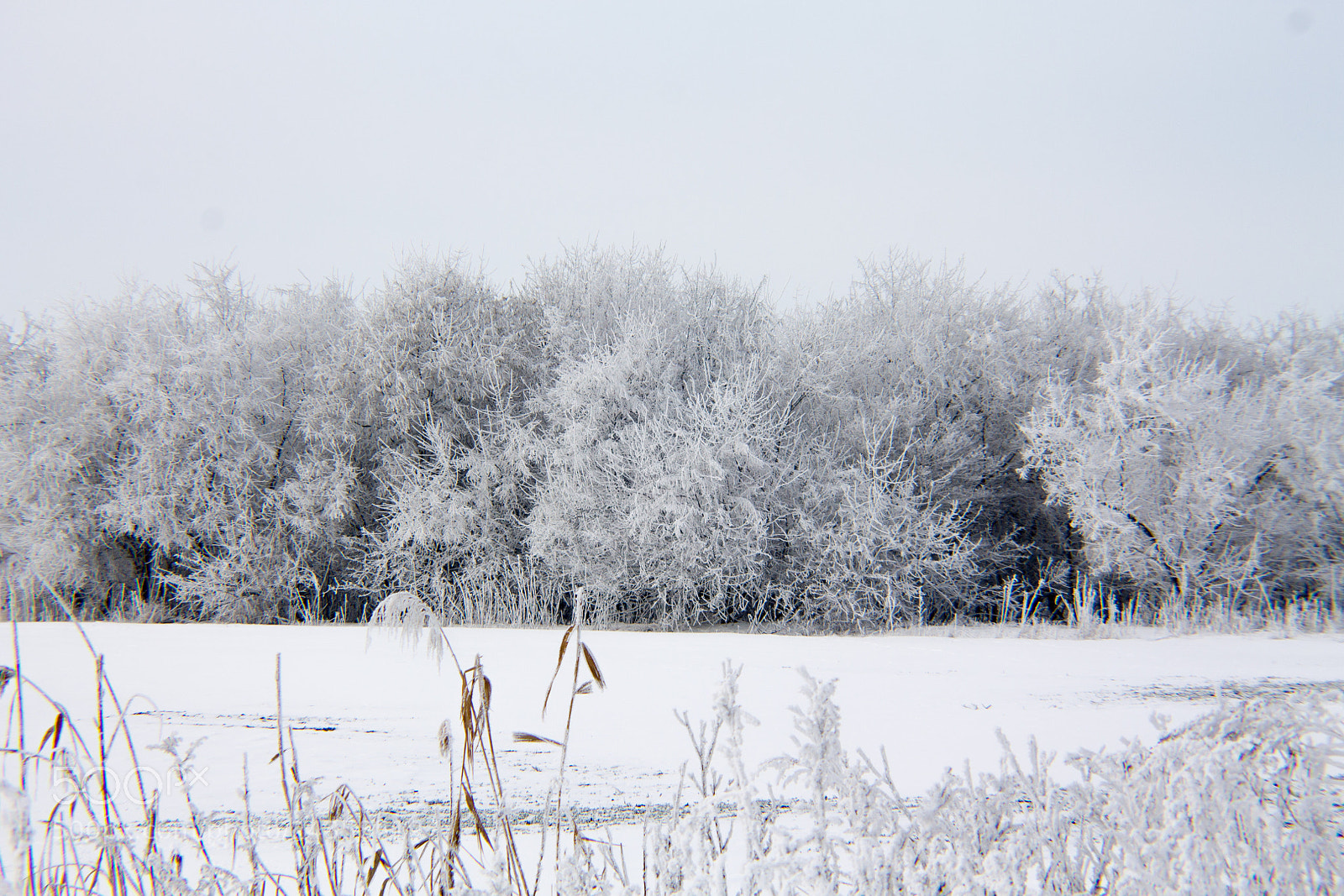 Canon EOS 1100D (EOS Rebel T3 / EOS Kiss X50) sample photo. Icy woodland photography