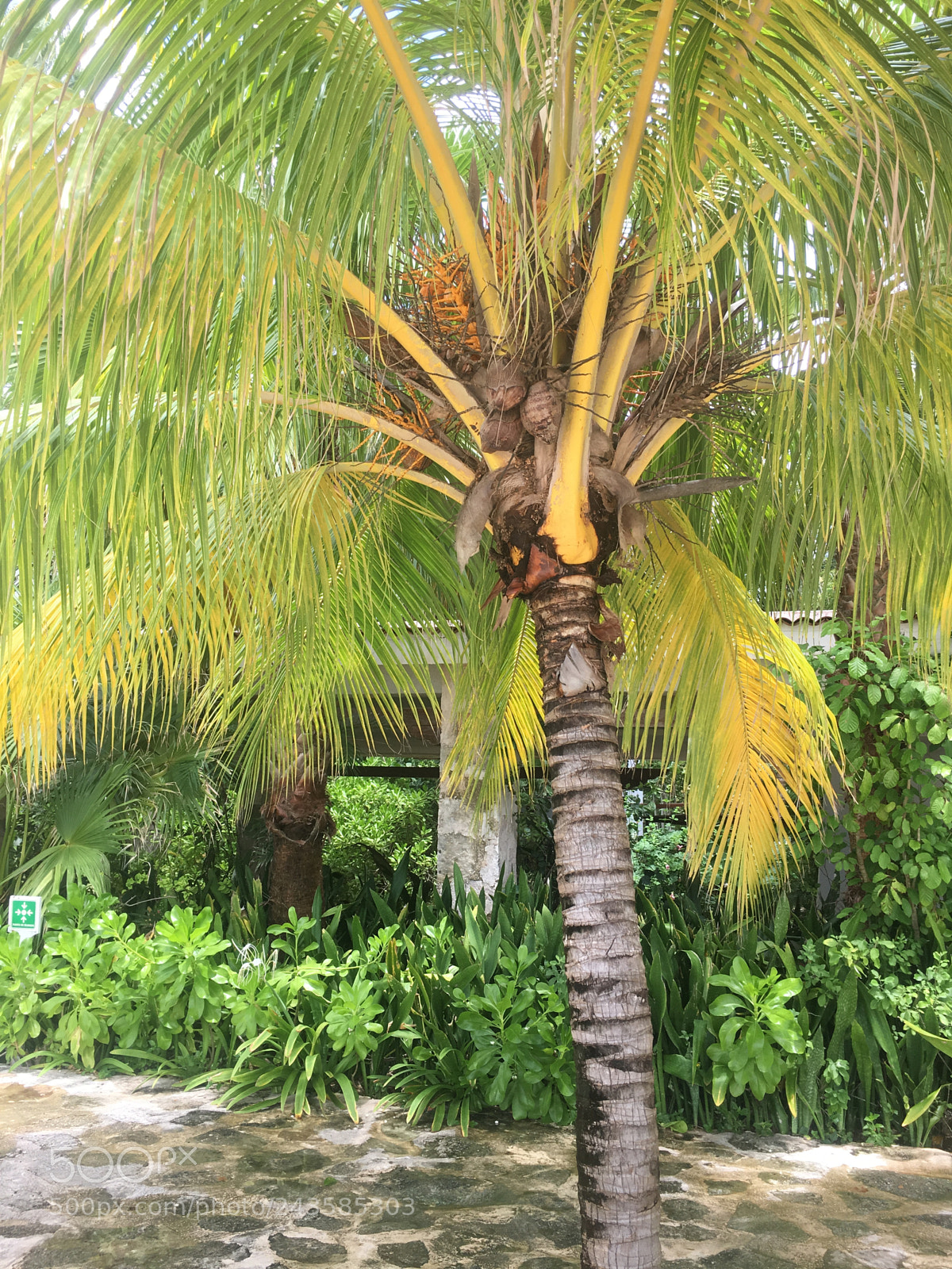 Apple iPhone 6s sample photo. Untitled photography