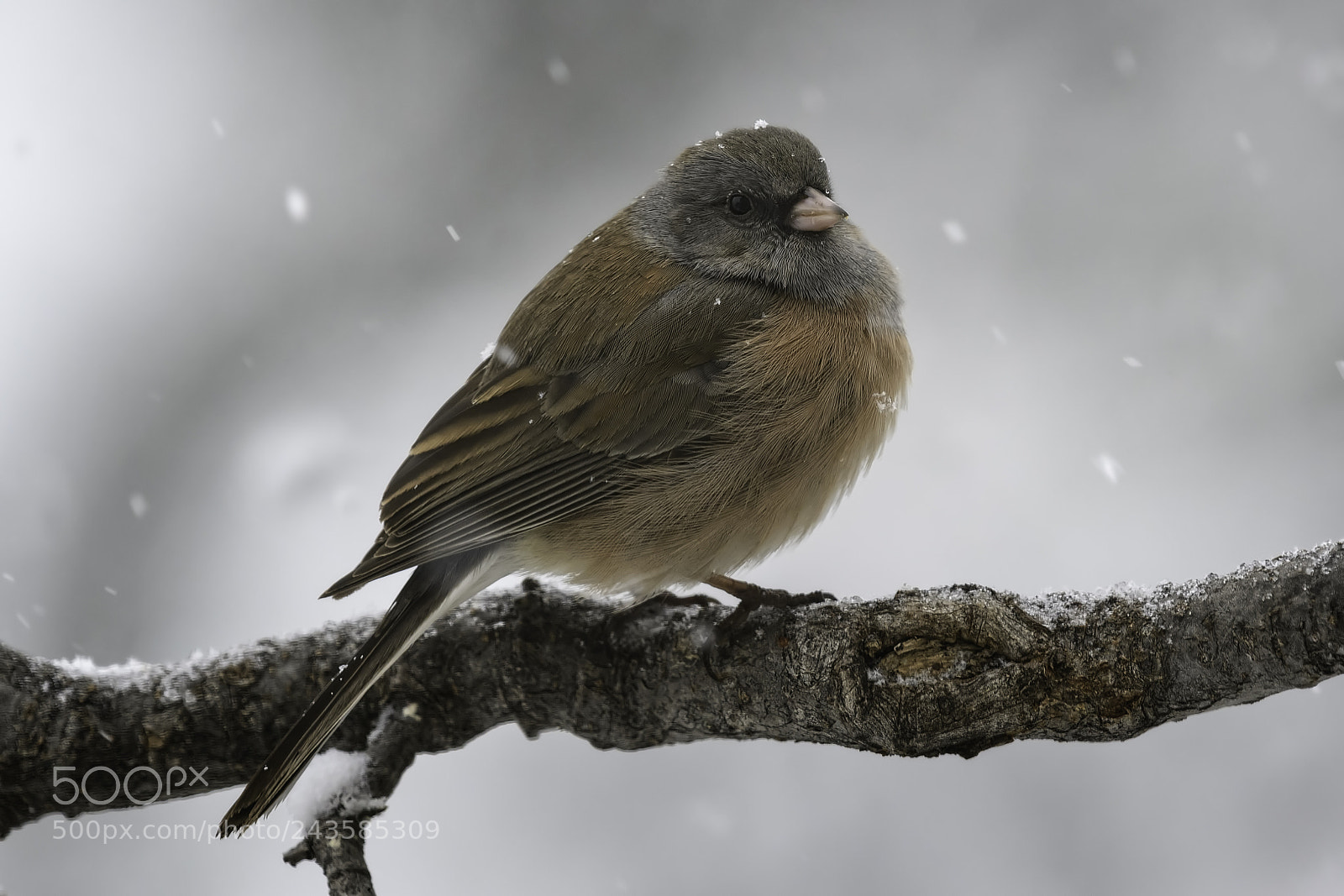 Nikon D500 sample photo. Dark-eyed junco ii photography