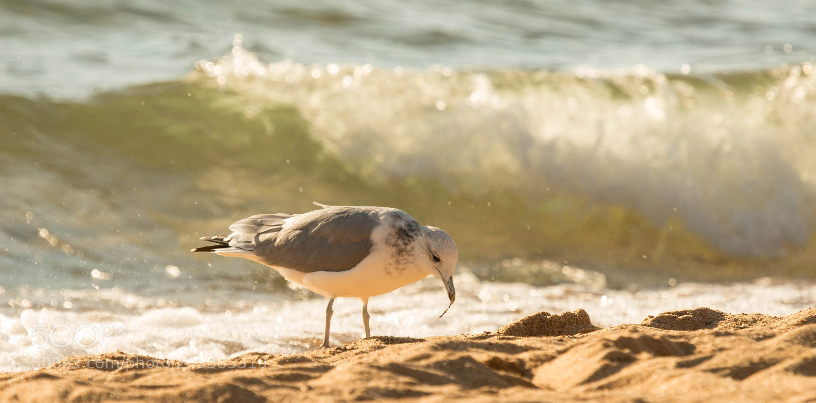 Canon EOS 700D (EOS Rebel T5i / EOS Kiss X7i) sample photo. Hungry gull photography