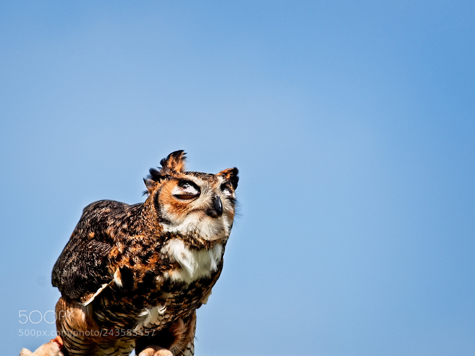 Olympus OM-D E-M1 sample photo. Owl with eyes closed photography