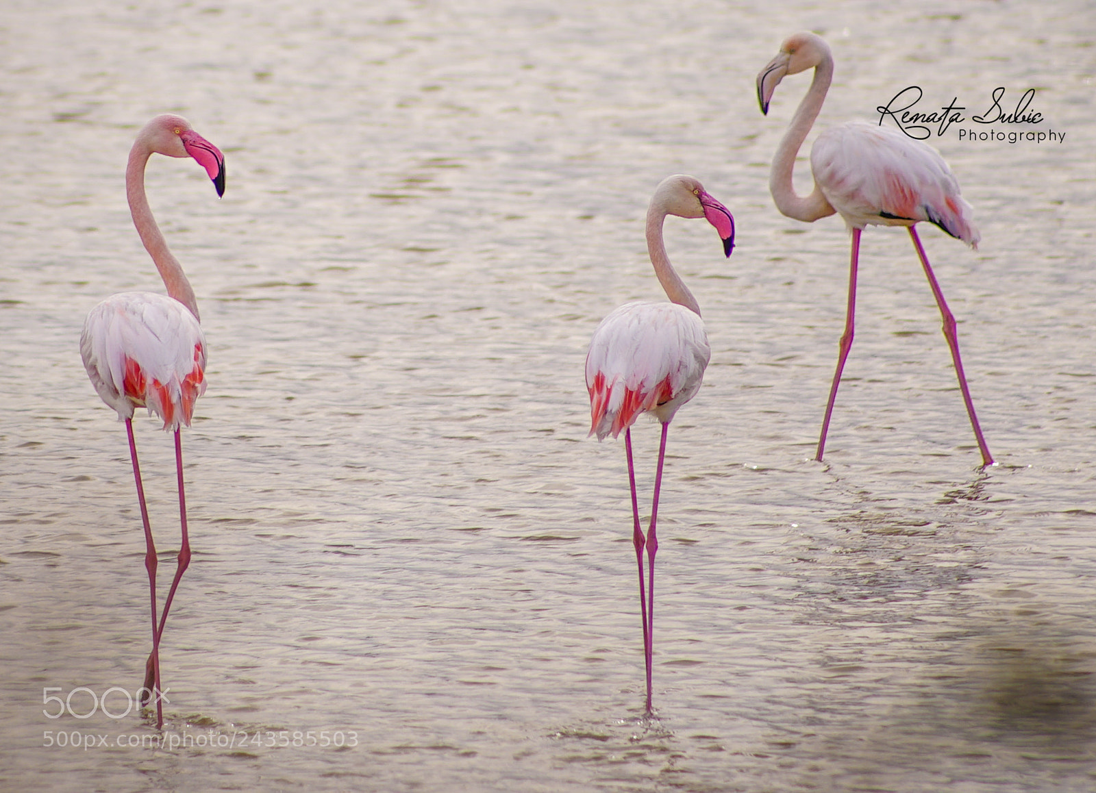 Sony a7S sample photo. Renata subic photos photography