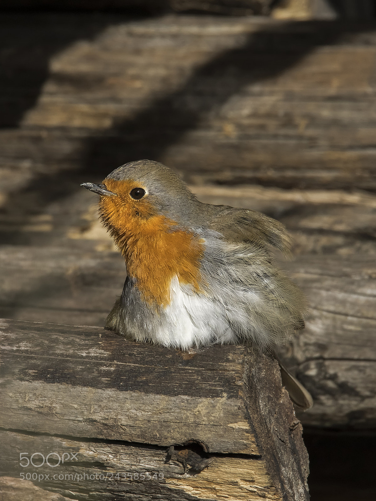 Canon EOS 7D Mark II sample photo. ..robin.. photography
