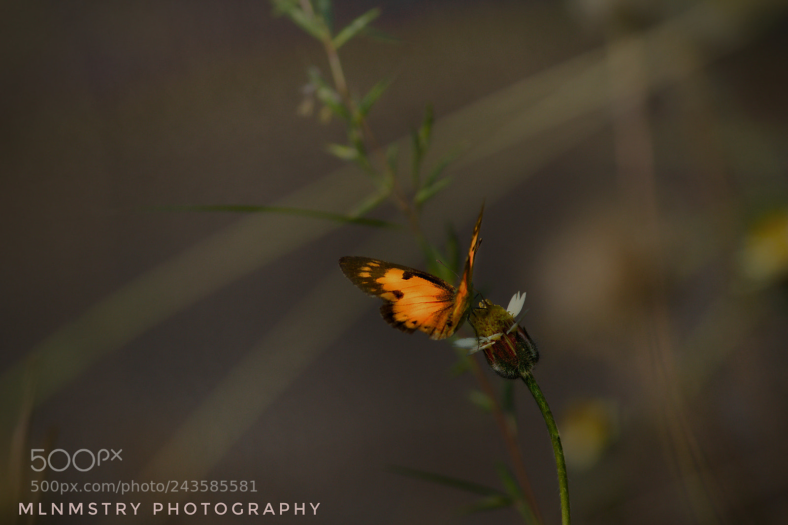 Canon EOS 1200D (EOS Rebel T5 / EOS Kiss X70 / EOS Hi) sample photo. A butterfly photography