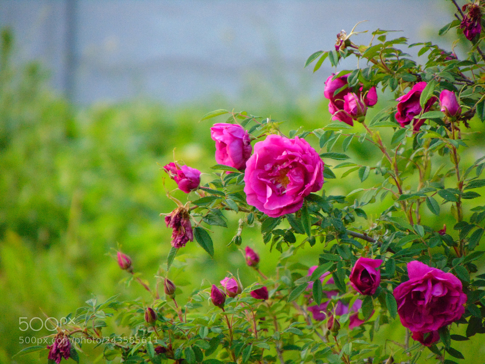 Sony Cyber-shot DSC-H300 sample photo. Untitled photography