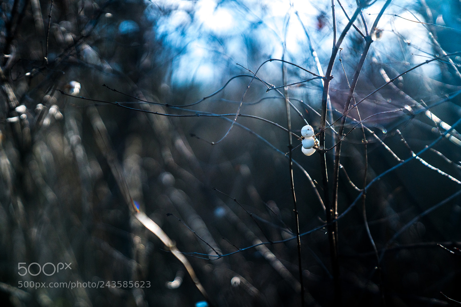 Sony a7R II sample photo. Wintertime photography