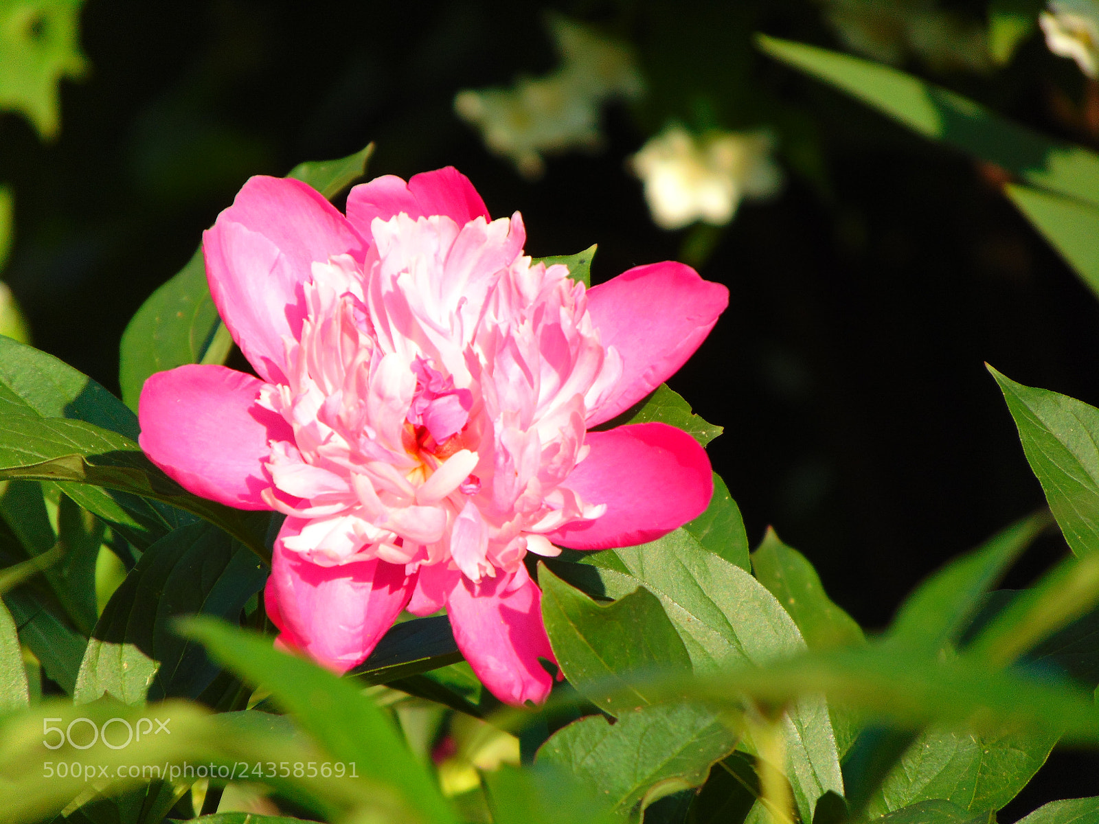 Sony Cyber-shot DSC-H300 sample photo. Untitled photography