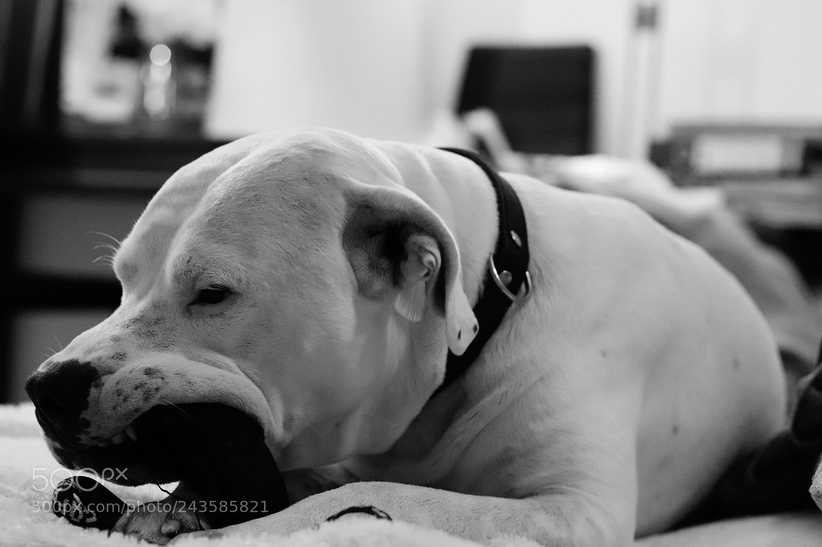 Canon EOS 77D (EOS 9000D / EOS 770D) + Canon EF 50mm F1.8 STM sample photo. Mr. dogo photography