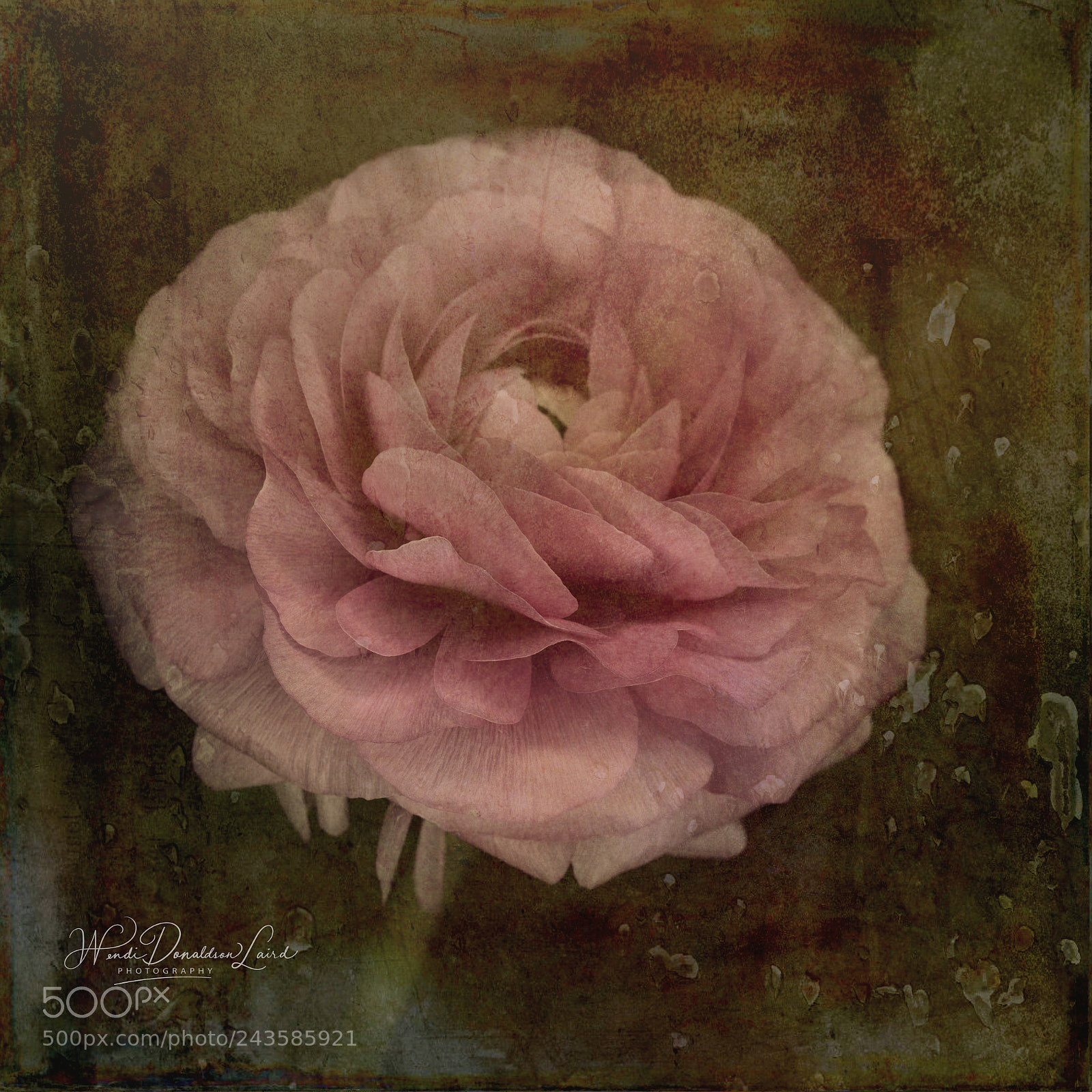 Sony a7R II sample photo. Vintage ranunculus v2 photography