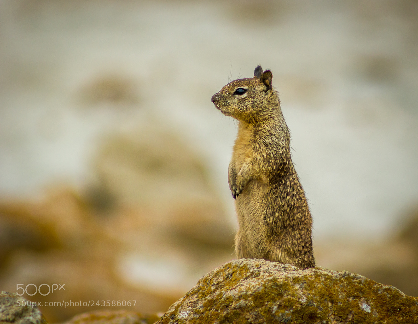 Canon EOS 550D (EOS Rebel T2i / EOS Kiss X4) sample photo. East coast squirrel photography