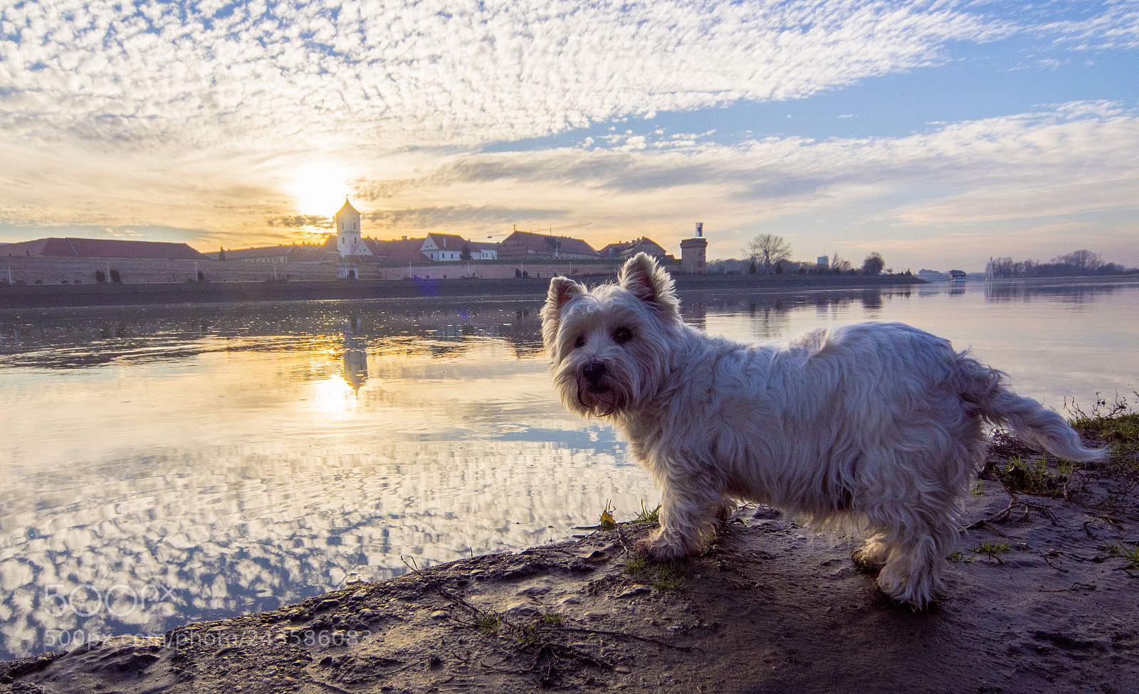 Sony SLT-A68 sample photo. Dog photography