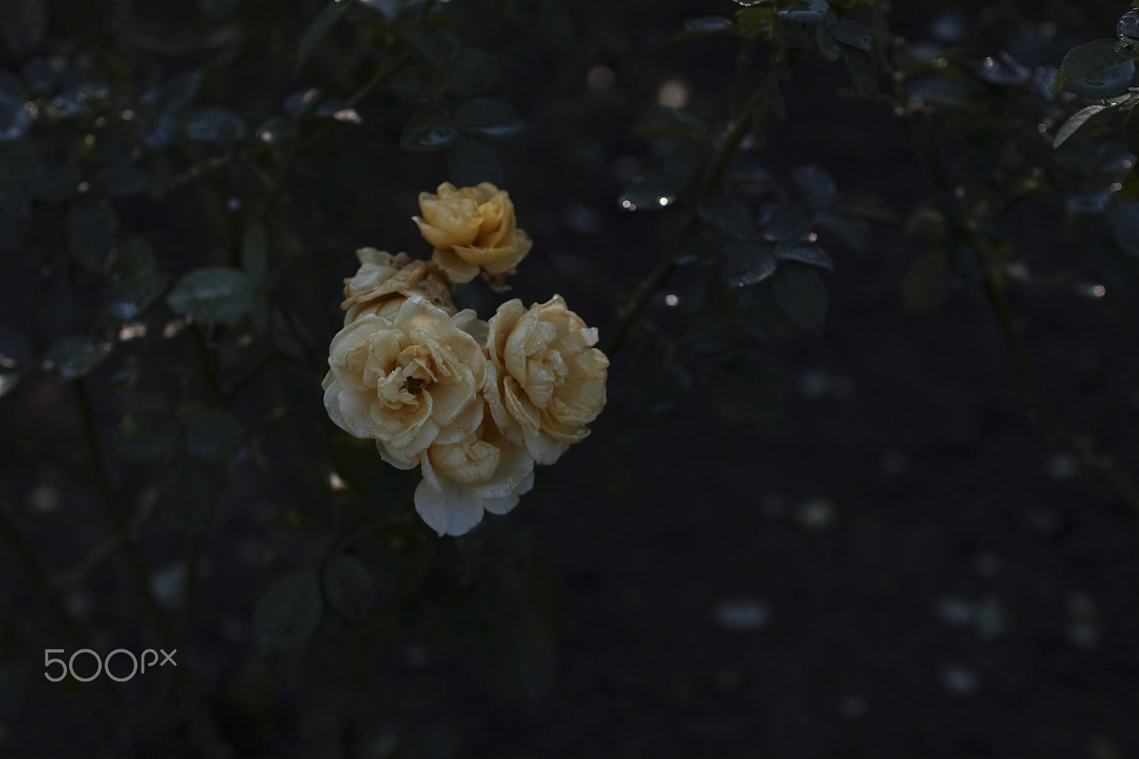 Sigma sd Quattro sample photo. 38949046065.jpg photography