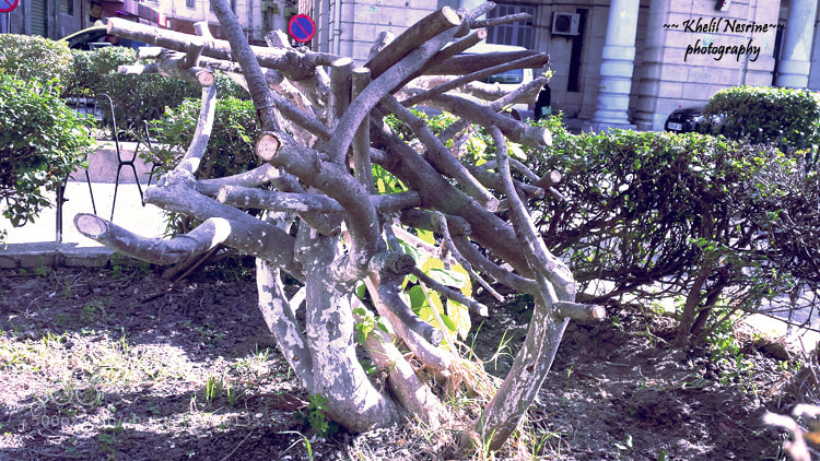 Samsung Galaxy S4 sample photo. Complicated life photography
