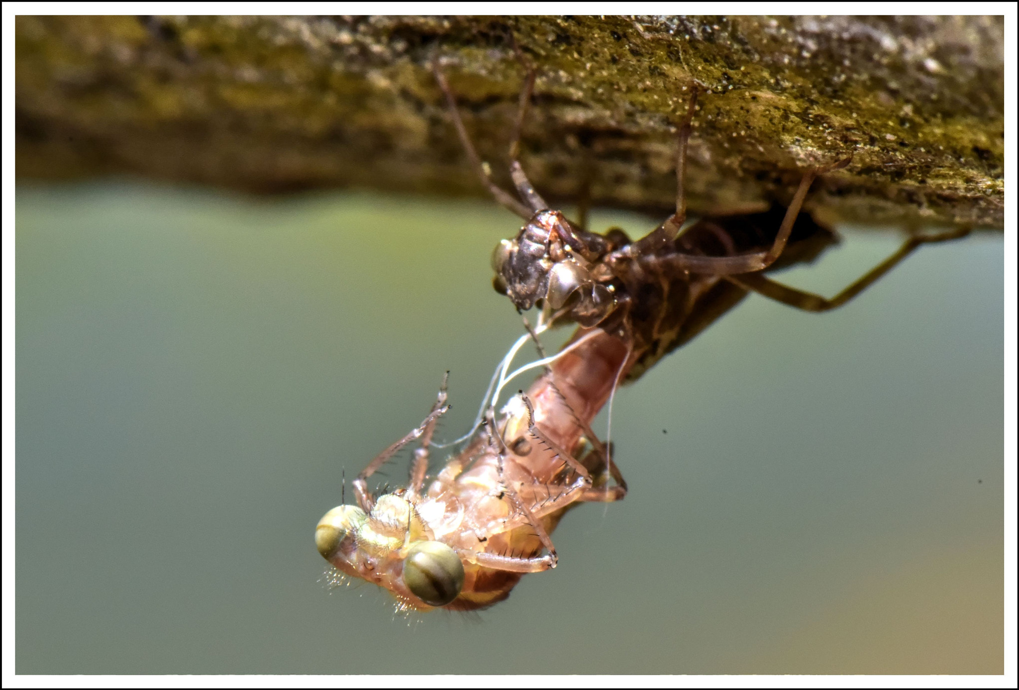 Nikon AF-S Micro-Nikkor 105mm F2.8G IF-ED VR sample photo. M e t a m o r p h o s e photography