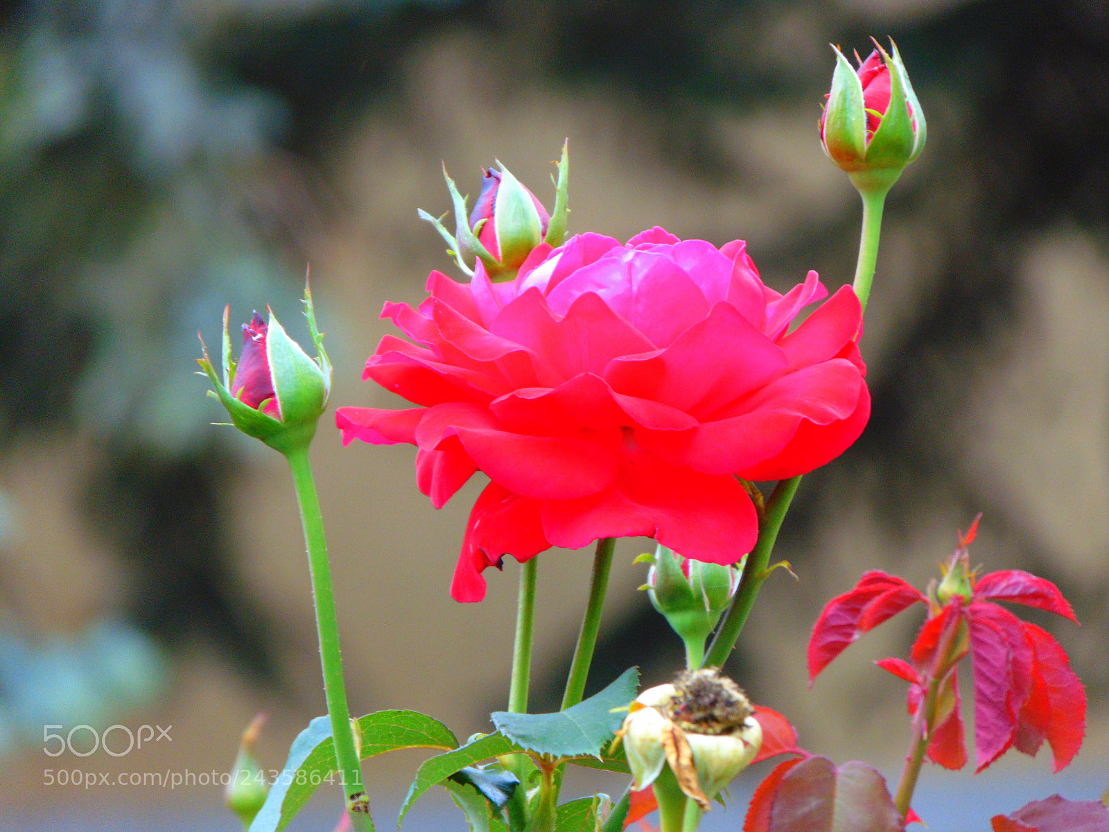 Sony Cyber-shot DSC-H300 sample photo. Untitled photography