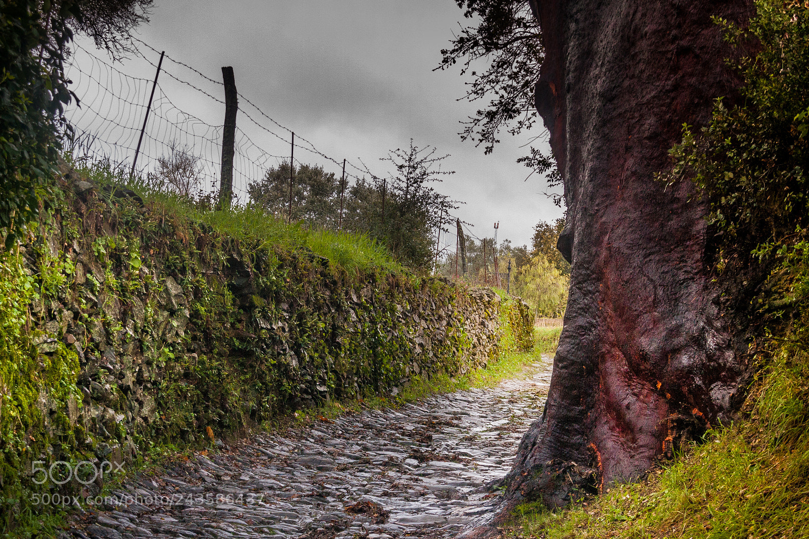 Canon EOS 40D sample photo. Alcornoque (cork oak) photography