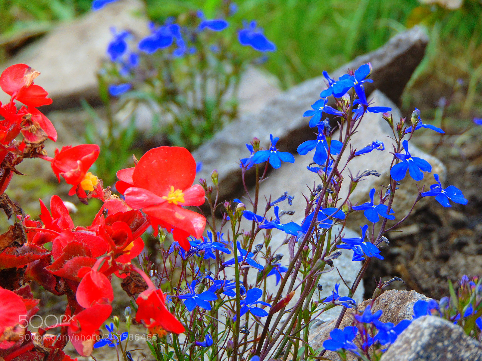 Sony Cyber-shot DSC-H300 sample photo. Untitled photography