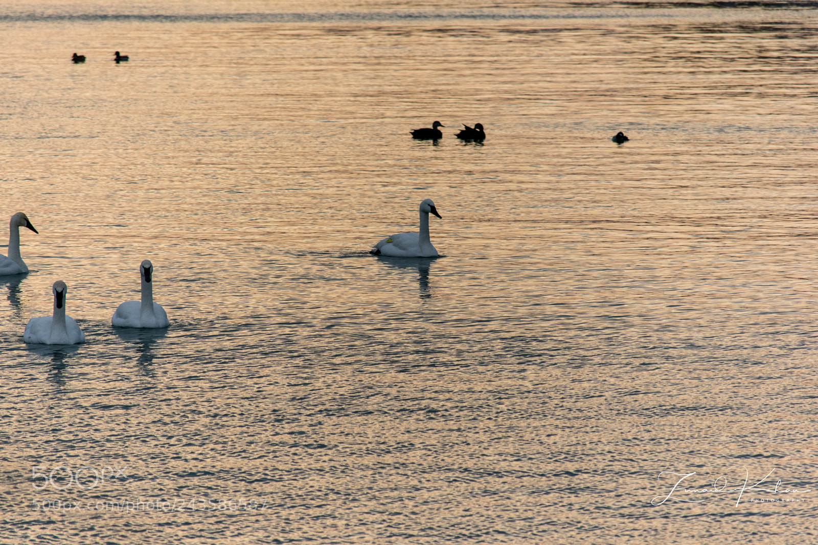Nikon D3400 sample photo. Early morning light photography