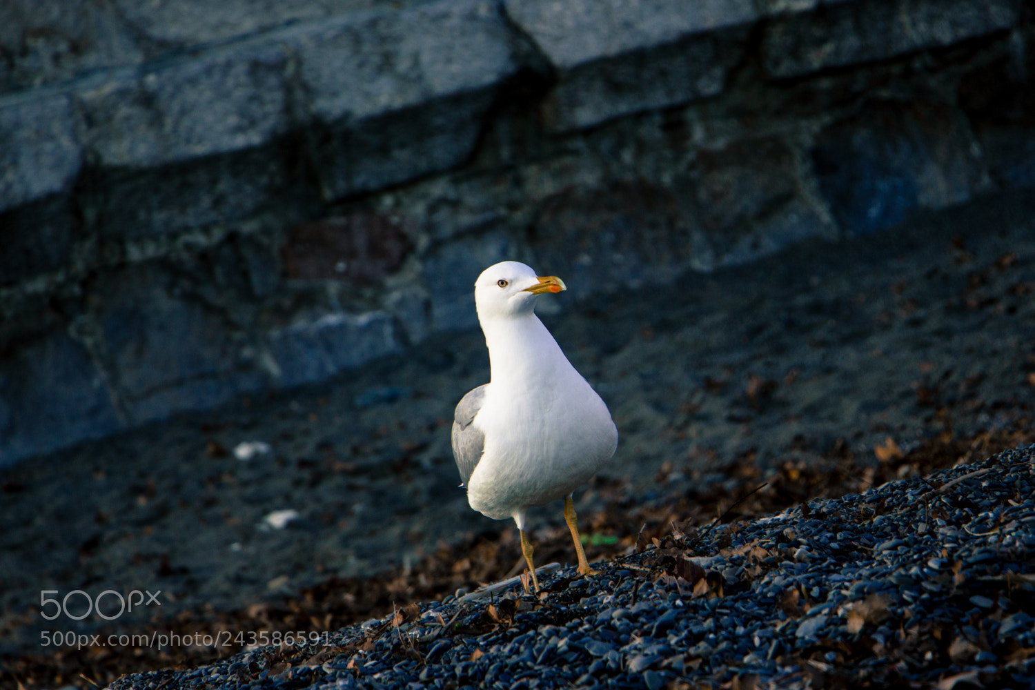 Canon EOS 550D (EOS Rebel T2i / EOS Kiss X4) sample photo. Gull-1 photography