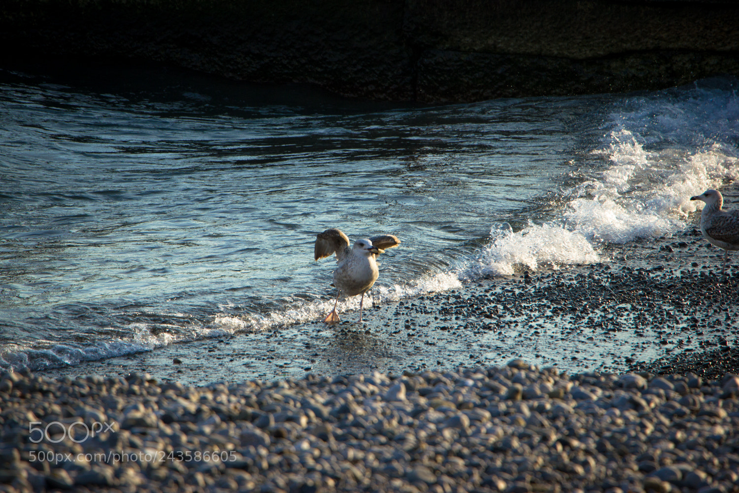 Canon EOS 550D (EOS Rebel T2i / EOS Kiss X4) sample photo. Gull-4 photography