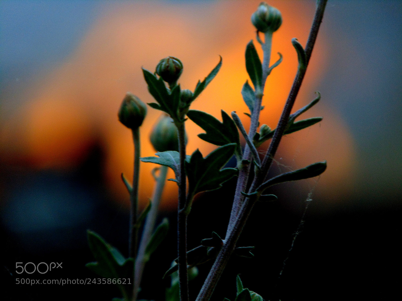 Sony Cyber-shot DSC-H300 sample photo. Untitled photography