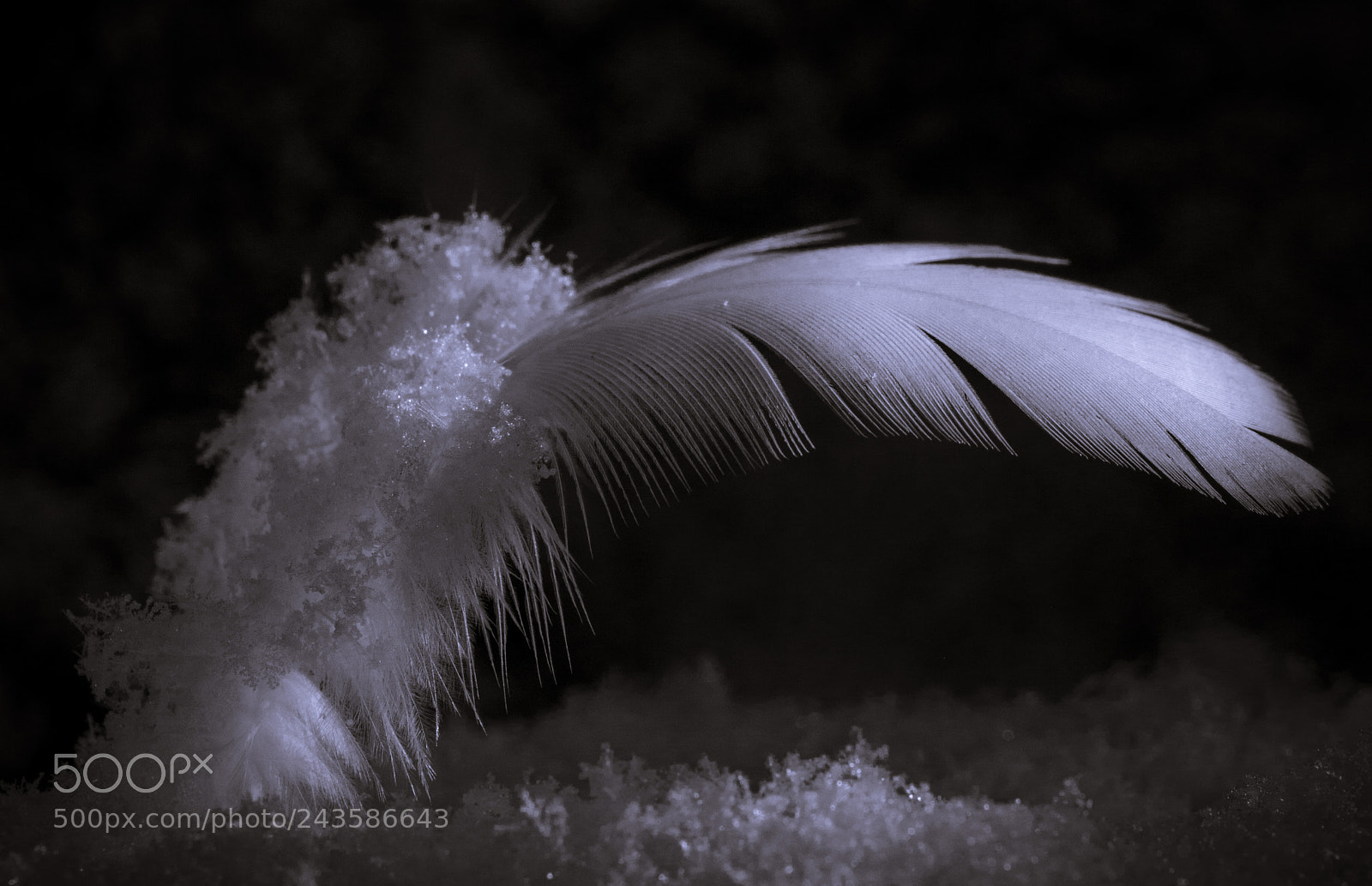 Nikon D7100 sample photo. Feather in snow... photography
