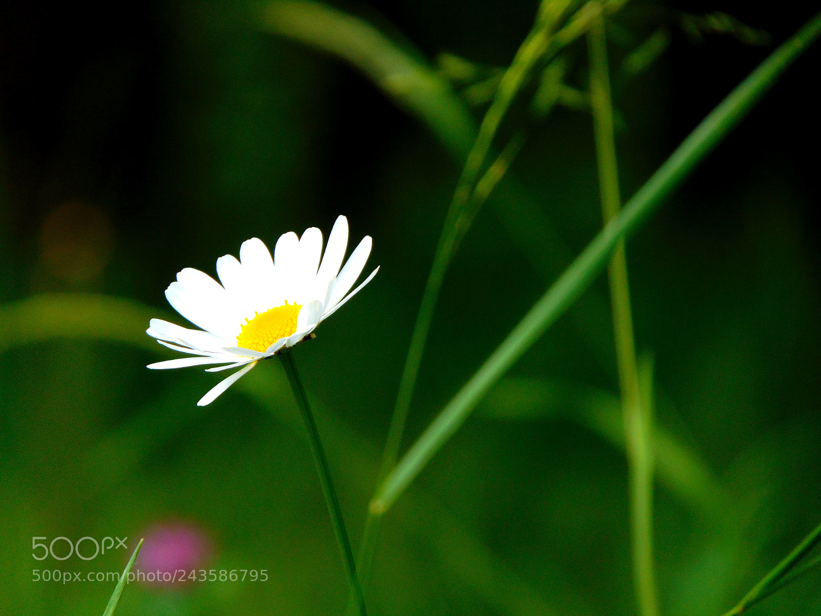 Sony Cyber-shot DSC-H300 sample photo. Untitled photography