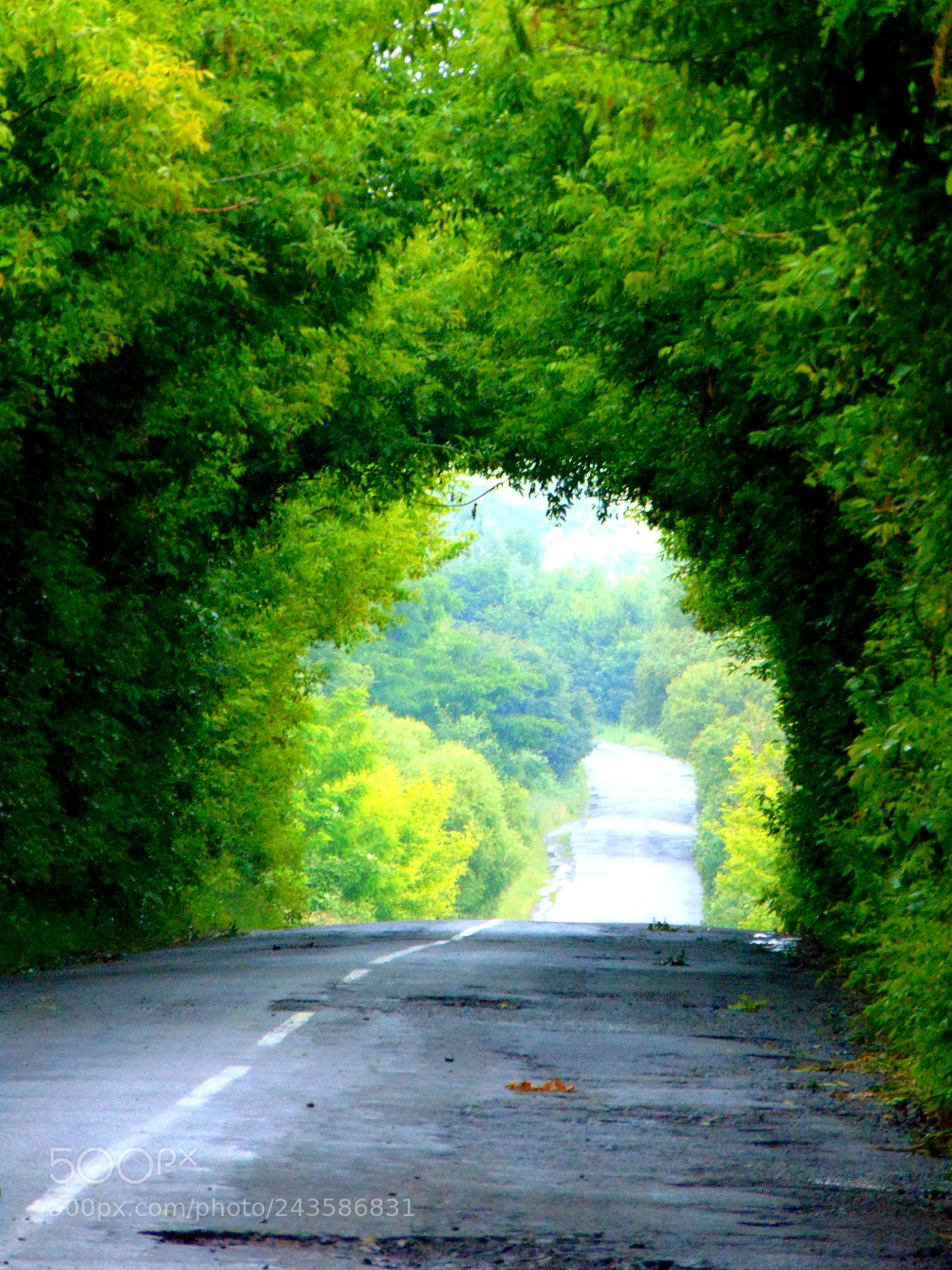 Sony Cyber-shot DSC-H300 sample photo. Untitled photography