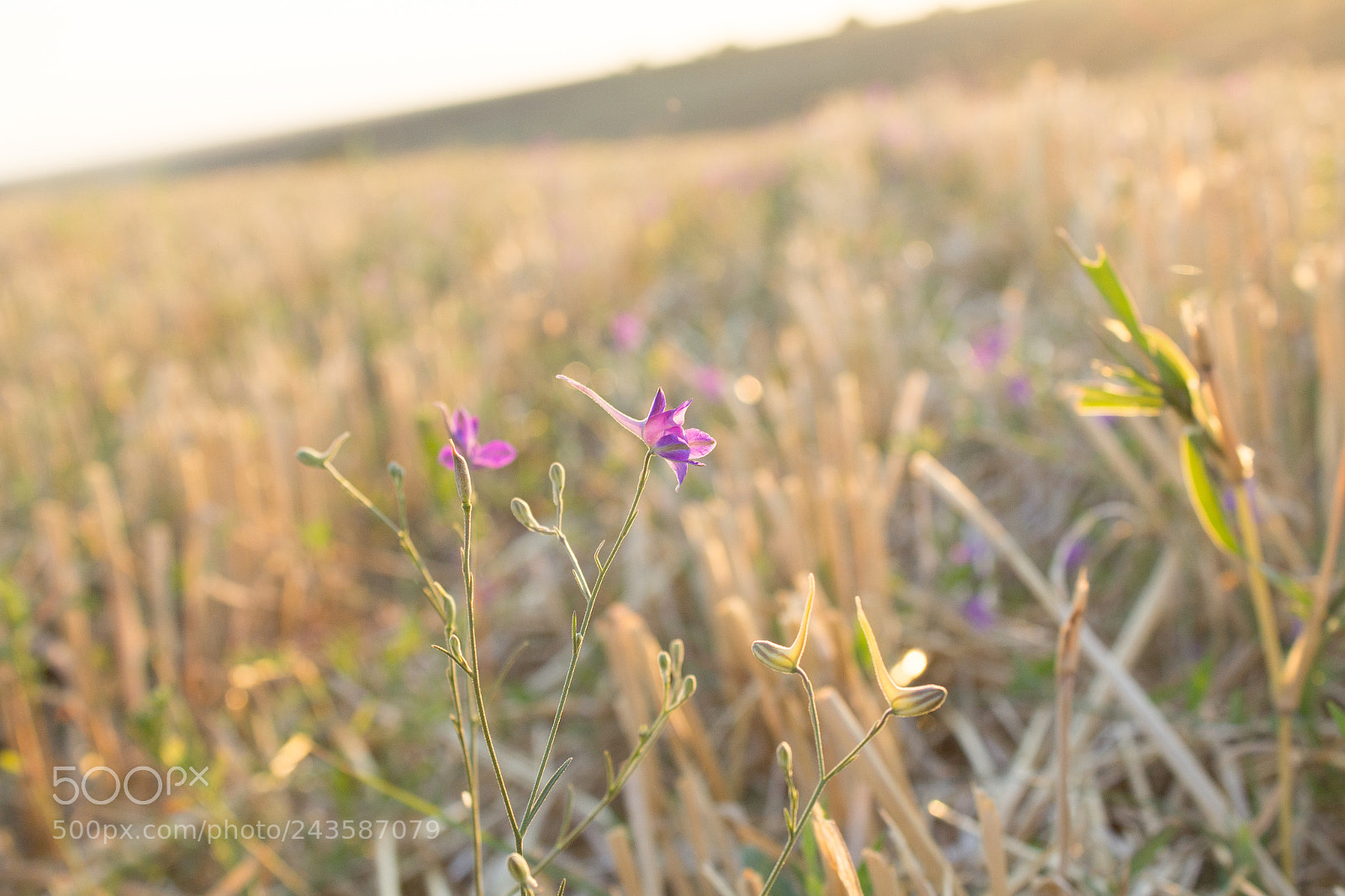 Canon EOS 1200D (EOS Rebel T5 / EOS Kiss X70 / EOS Hi) sample photo. Fields after harvesting photography