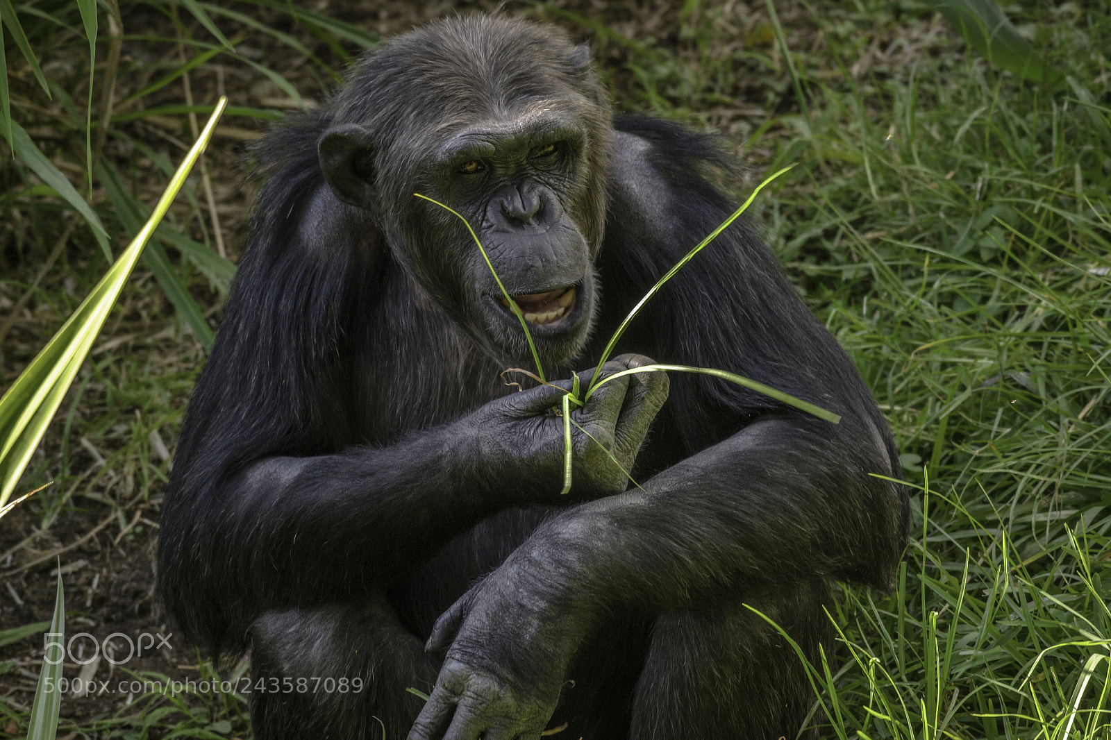Nikon D3100 sample photo. Zoo photography