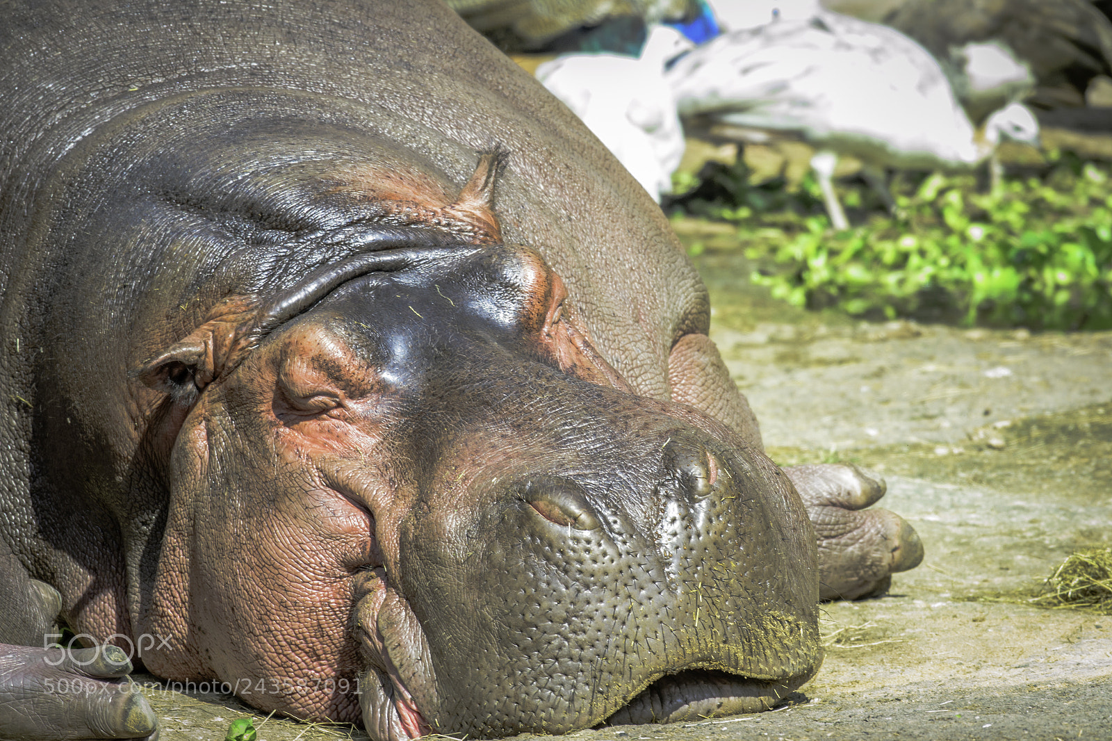 Nikon D3100 sample photo. Zoo photography