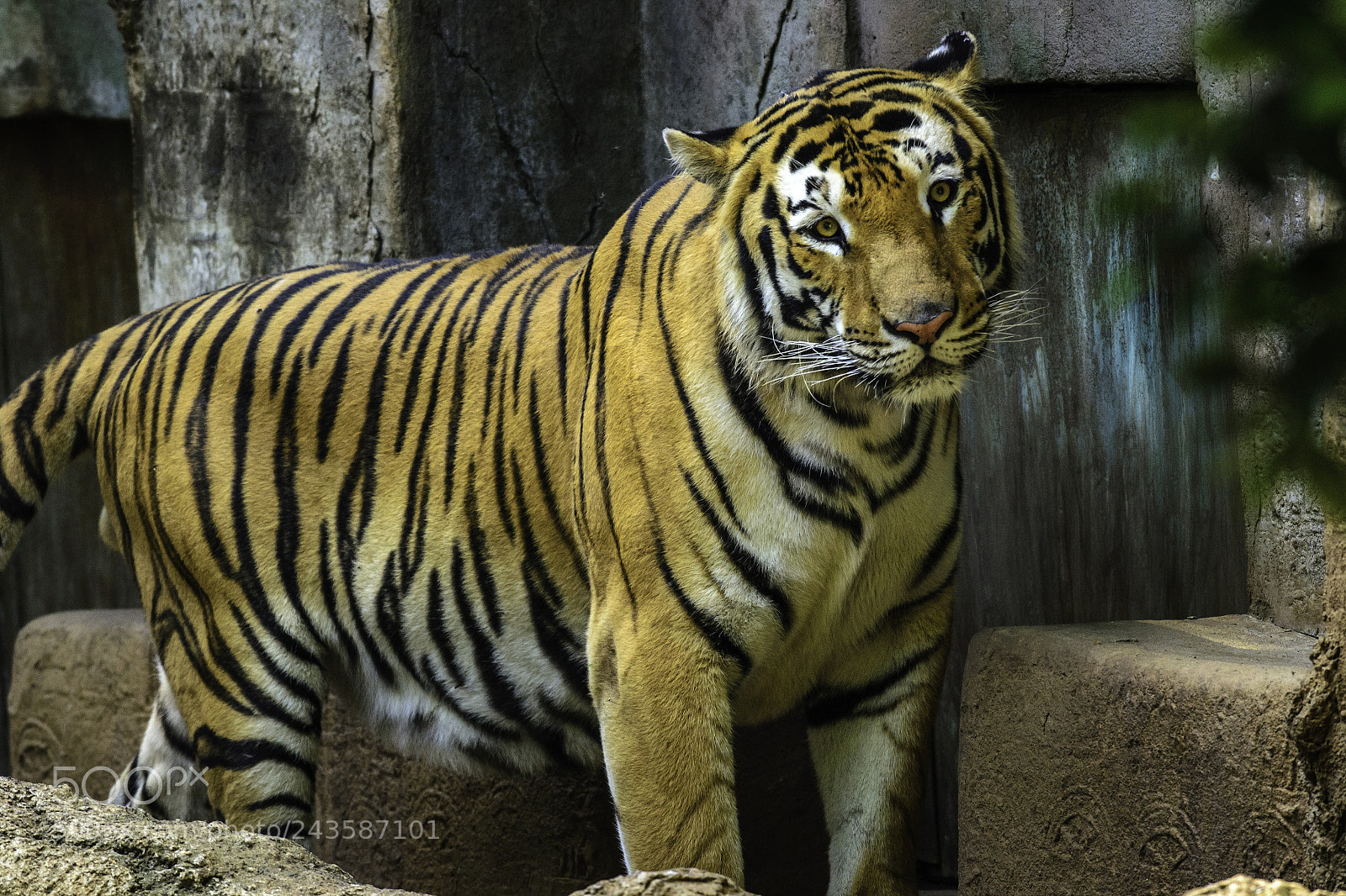 Nikon D3100 sample photo. Zoo photography