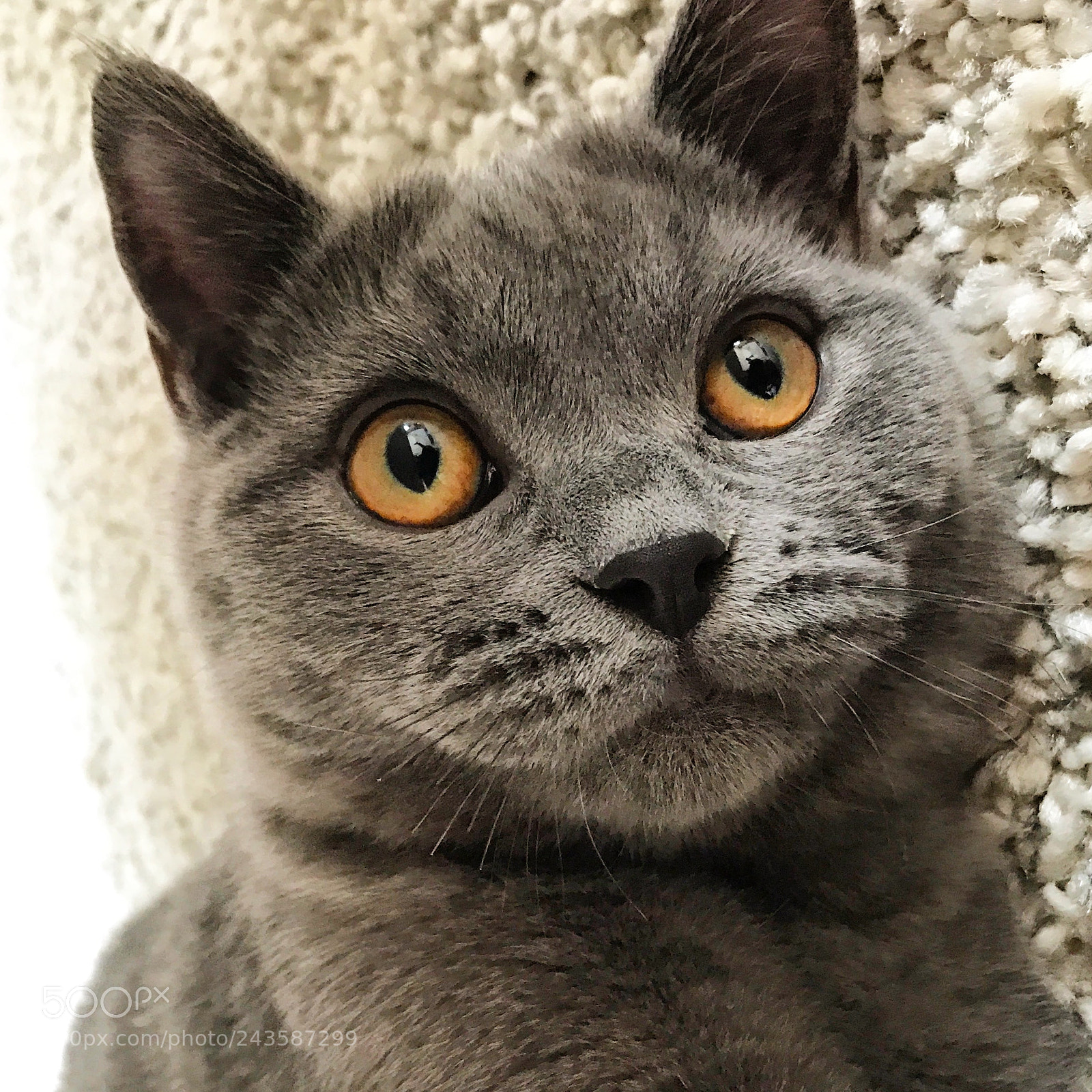 Apple iPhone 7 sample photo. Mycat photography