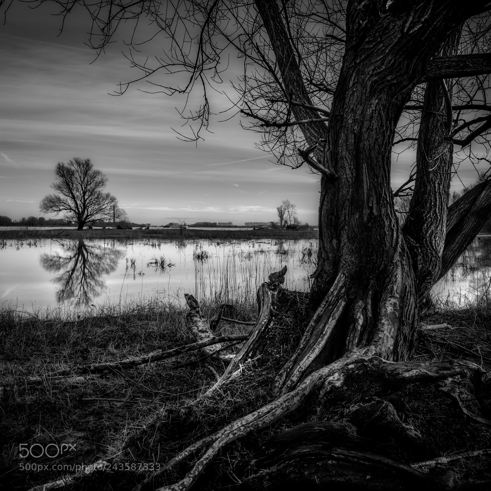 Fujifilm X-T2 sample photo. From root to trunk photography