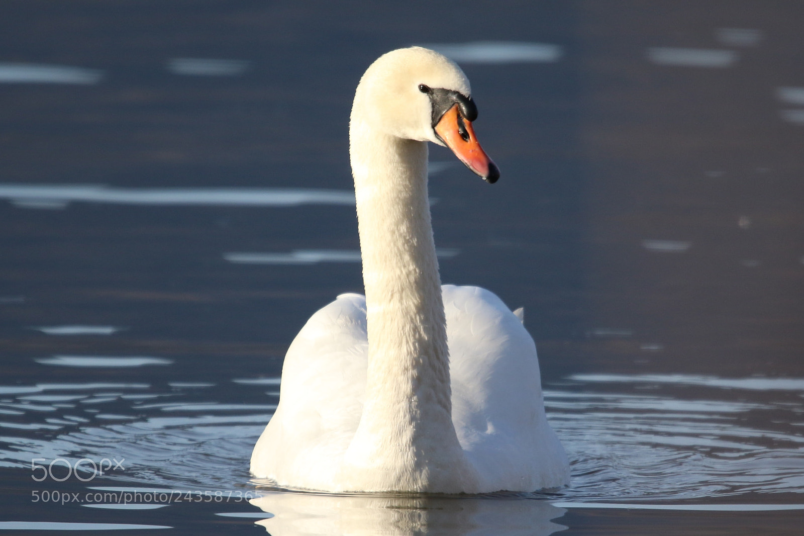 Canon EOS 7D Mark II sample photo. Cygne photography